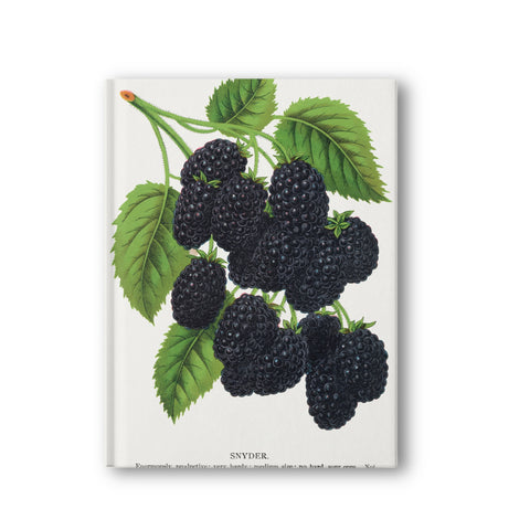 Softcover Notelet - Snyder Blackberry