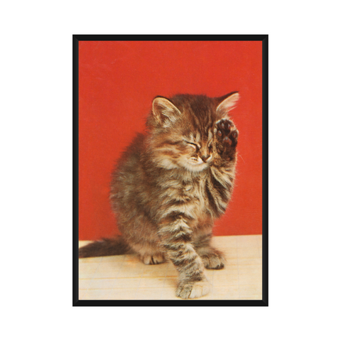 Poster - Vintage cat photo