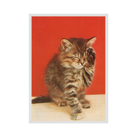 Poster - Vintage cat photo