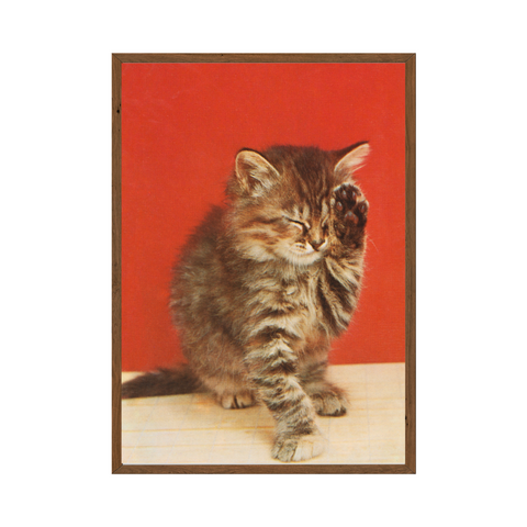 Poster - Vintage cat photo