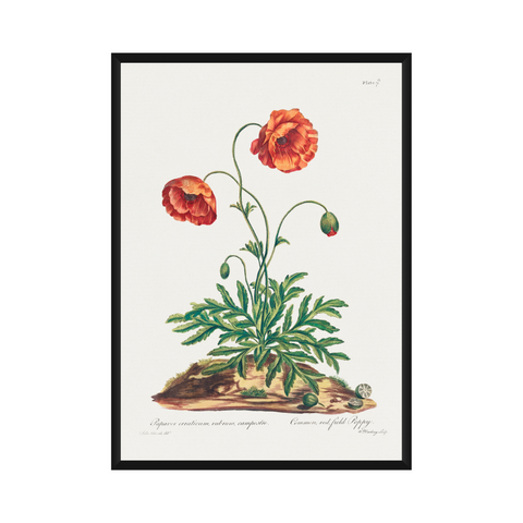 Poster - Red Field Poppy