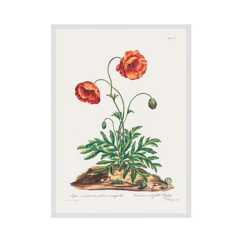 Poster - Red Field Poppy