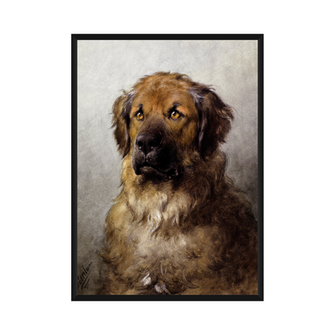 Poster - Head of a Leonberger