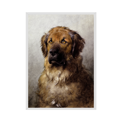 Poster - Head of a Leonberger