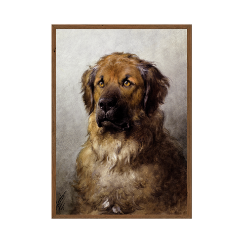 Poster - Head of a Leonberger