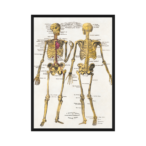 Poster - Anatomical plates