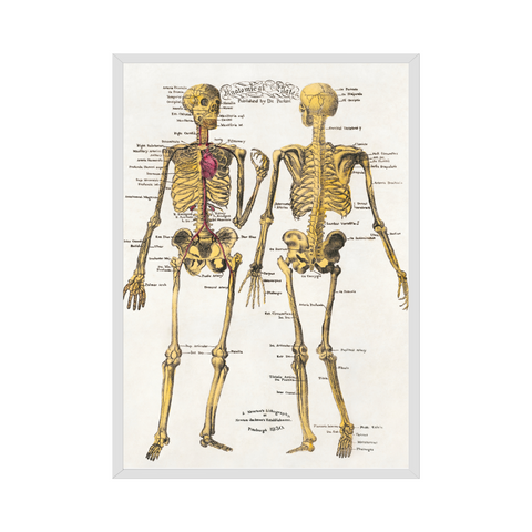 Poster - Anatomical plates