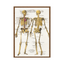 Poster - Anatomical plates