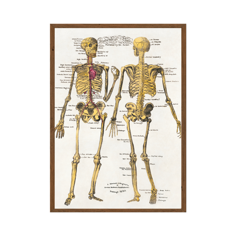 Poster - Anatomical plates